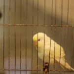 Kanarek w klatce/ Unsplash