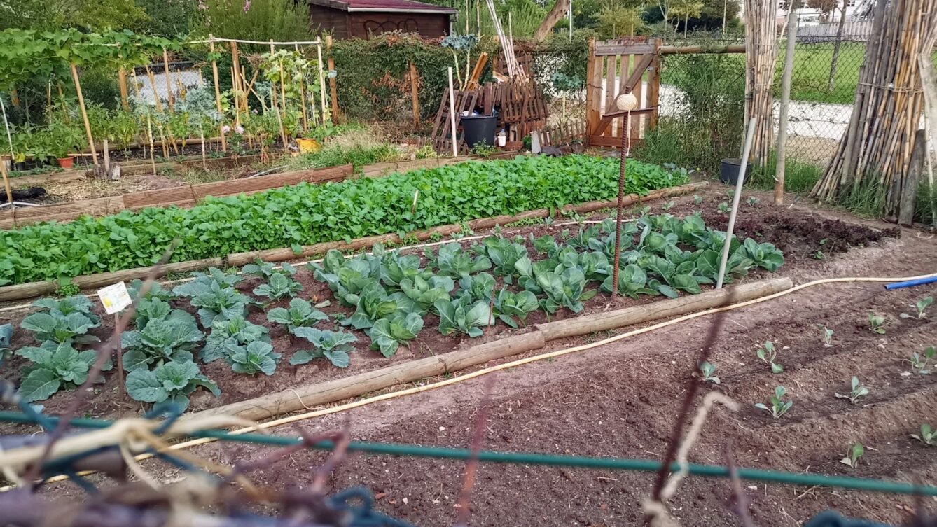 Działka na wiosnę. Fot: Mário Rui André/Unsplash