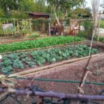 Działka na wiosnę. Fot: Mário Rui André/Unsplash