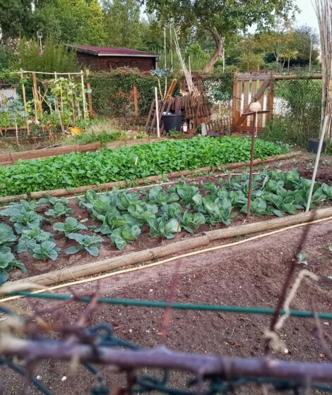 Działka na wiosnę. Fot: Mário Rui André/Unsplash