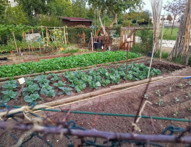 Działka na wiosnę. Fot: Mário Rui André/Unsplash