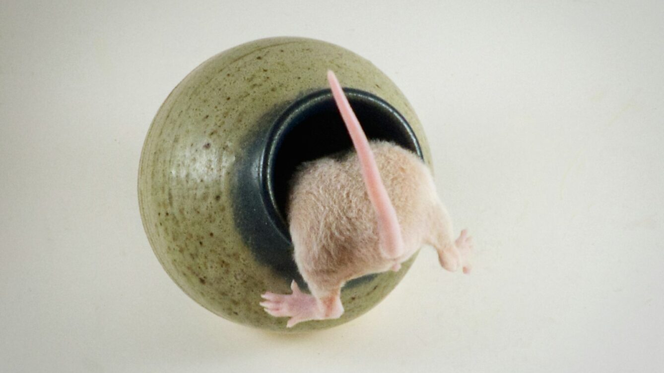 Czy szczury czują to samo co my? Prof. Knapska z PAN ujawnia, jak gryzonie śmieją się ultradźwiękami i zarażają emocjami. Poznaj fascynujący świat szczurzej empatii. fot: Dave Alexander/Unsplash