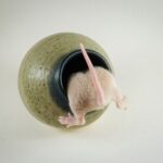 Czy szczury czują to samo co my? Prof. Knapska z PAN ujawnia, jak gryzonie śmieją się ultradźwiękami i zarażają emocjami. Poznaj fascynujący świat szczurzej empatii. fot: Dave Alexander/Unsplash