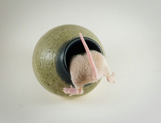 Czy szczury czują to samo co my? Prof. Knapska z PAN ujawnia, jak gryzonie śmieją się ultradźwiękami i zarażają emocjami. Poznaj fascynujący świat szczurzej empatii. fot: Dave Alexander/Unsplash