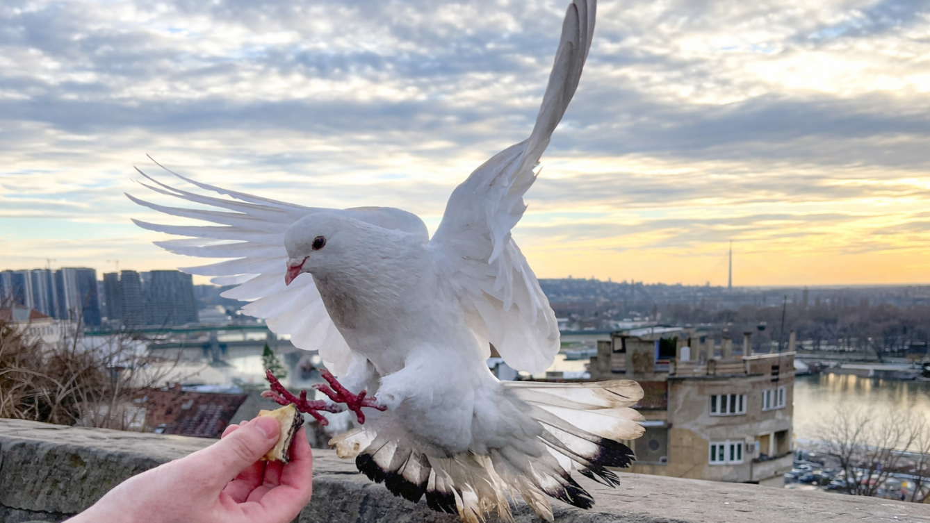 Gołąb jest najlepszym nawigatorem, lepszym od GPS. fot: Tamara Gak/Unsplash