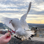 Gołąb jest najlepszym nawigatorem, lepszym od GPS. fot: Tamara Gak/Unsplash