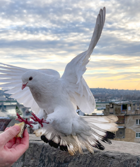 Gołąb jest najlepszym nawigatorem, lepszym od GPS. fot: Tamara Gak/Unsplash