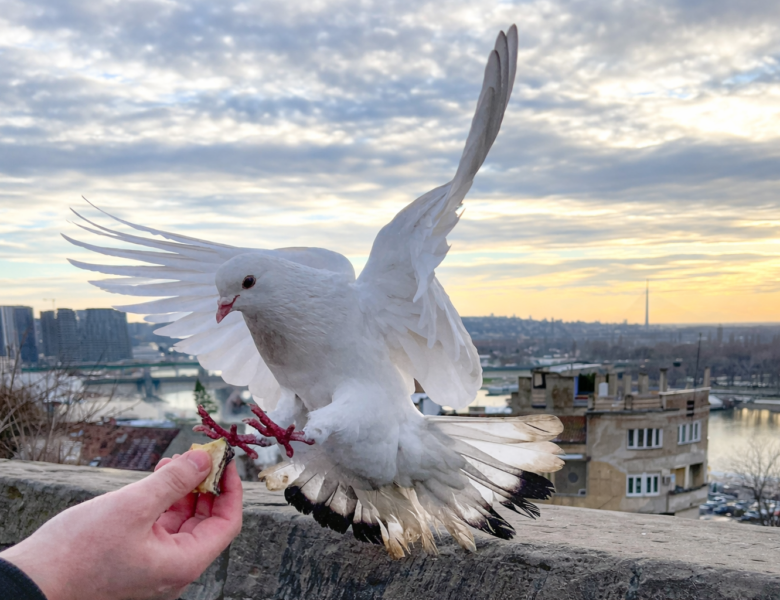 Gołąb jest najlepszym nawigatorem, lepszym od GPS. fot: Tamara Gak/Unsplash