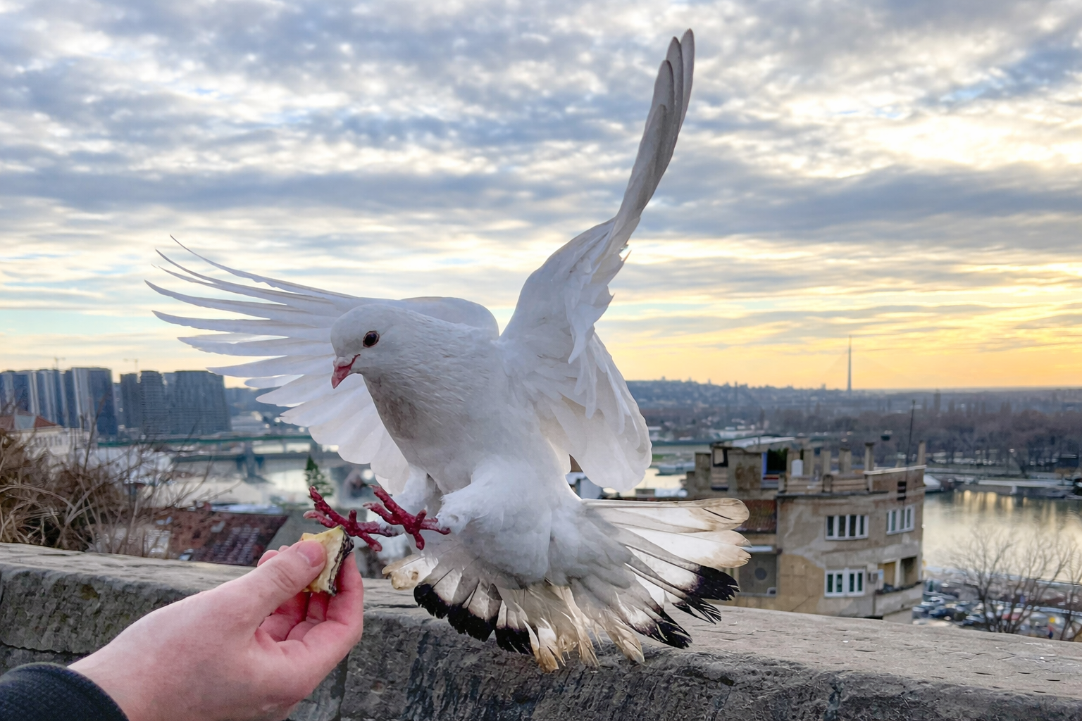 Gołąb jest najlepszym nawigatorem, lepszym od GPS. fot: Tamara Gak/Unsplash