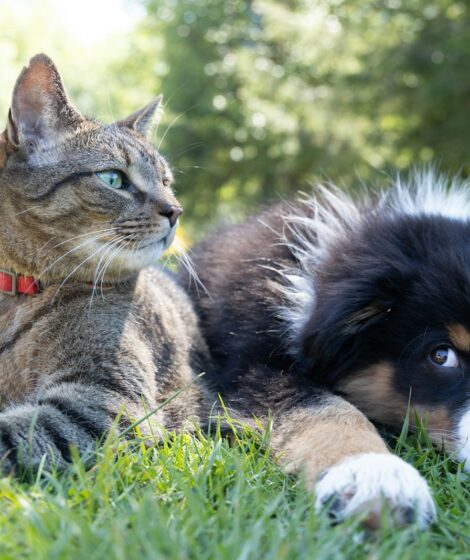 Czipowanie psów i kotów obowiązkowe. Sejm przyjął ustawę o KROPiK