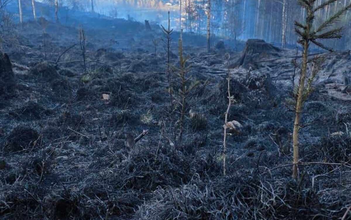 Pożar lasu. Nadleśnictwo Wałbrzych