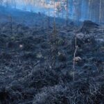 Pożar lasu. Nadleśnictwo Wałbrzych