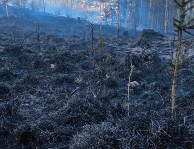 Pożar lasu. Nadleśnictwo Wałbrzych