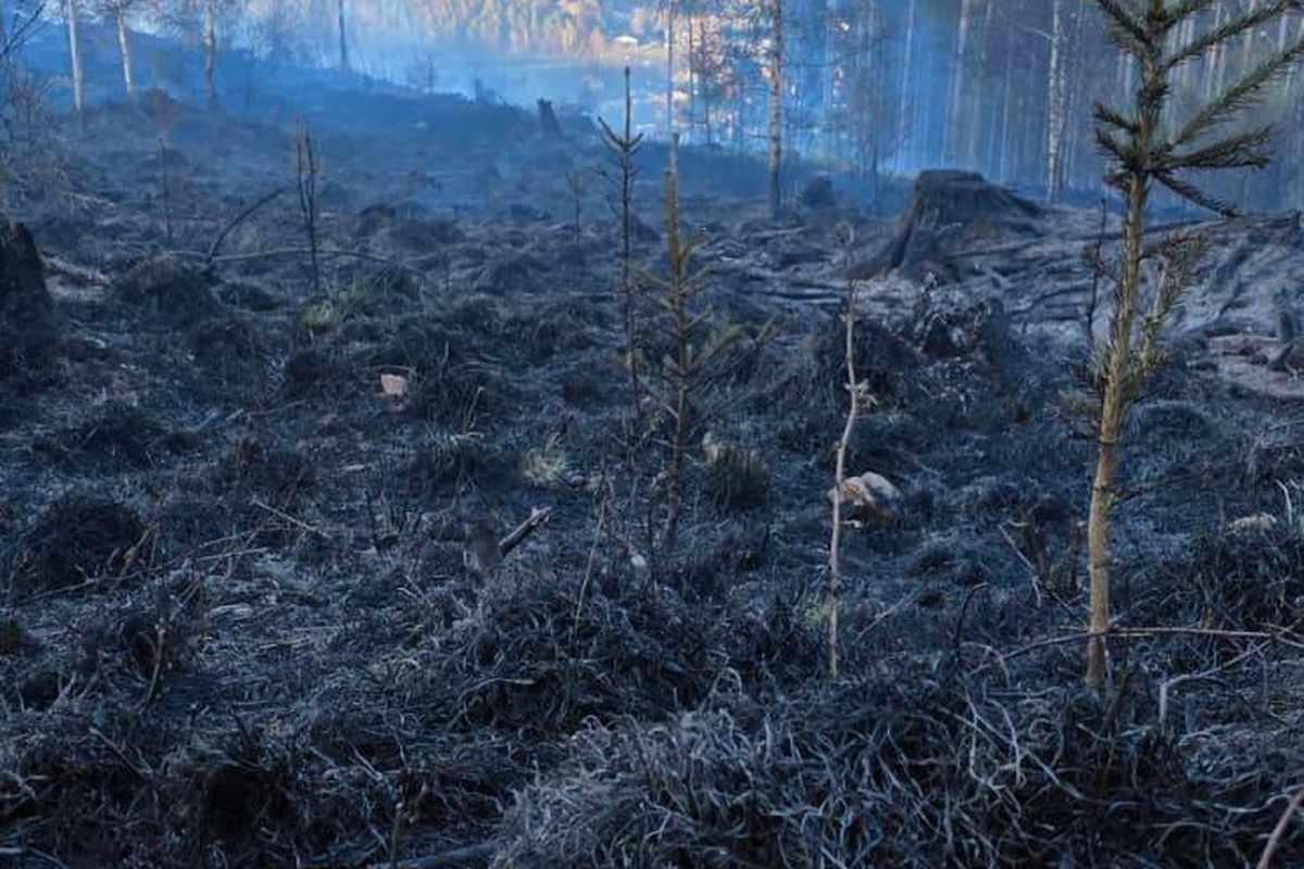 Pożar lasu. Nadleśnictwo Wałbrzych