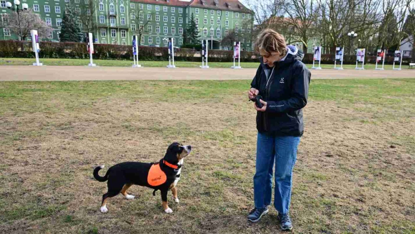  Behawiorystka z Centrum DiabDogs dr hab. Małgorzata Sulik prowadzi szkolenie psów asystujących osobom chorym na cukrzycę, 26 bm. w Szczecinie. Psy potrafią wyczuć nawet niewielkie zmiany biochemii organizmu człowieka, np. spadek cukru. Sygnalizują to naciskając nosem chorego. Przynoszą napój, pakiet ratunkowy z lekami, glukometrem, a nawet uruchamiają alarm, który może być połączony ze smarfonem. W ten sposób przekazują informację np. komuś z rodziny, że cukrzyk potrzebuje pomocy. DiabDogów jest w Polsce tylko kilka. Szczecińska behawiorystka rozwija ten projekt we współpracy z polską naukowczynią pracującą w Niemczech, gdzie psy „dla diabetyków” szkolone są od wielu lat. (sko) PAP/Marcin Bieleck