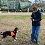 Behawiorystka z Centrum DiabDogs dr hab. Małgorzata Sulik prowadzi szkolenie psów asystujących osobom chorym na cukrzycę, 26 bm. w Szczecinie. Psy potrafią wyczuć nawet niewielkie zmiany biochemii organizmu człowieka, np. spadek cukru. Sygnalizują to naciskając nosem chorego. Przynoszą napój, pakiet ratunkowy z lekami, glukometrem, a nawet uruchamiają alarm, który może być połączony ze smarfonem. W ten sposób przekazują informację np. komuś z rodziny, że cukrzyk potrzebuje pomocy. DiabDogów jest w Polsce tylko kilka. Szczecińska behawiorystka rozwija ten projekt we współpracy z polską naukowczynią pracującą w Niemczech, gdzie psy „dla diabetyków” szkolone są od wielu lat. (sko) PAP/Marcin Bieleck