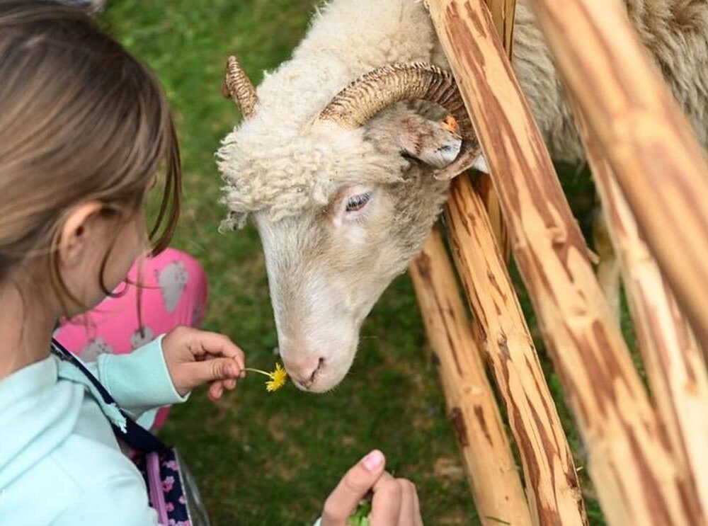 Zagroda z owcami - majówka w Szczawnicy/pkl