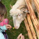 Zagroda z owcami - majówka w Szczawnicy/pkl