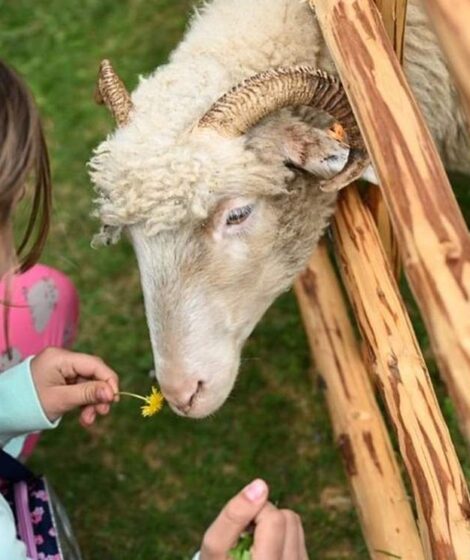 Zagroda z owcami - majówka w Szczawnicy/pkl
