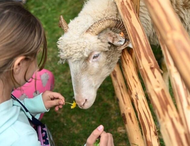 Zagroda z owcami - majówka w Szczawnicy/pkl