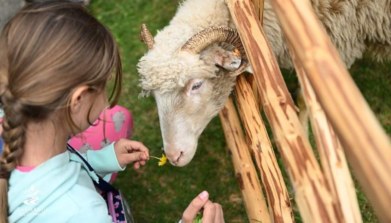 Zagroda z owcami - majówka w Szczawnicy/pkl