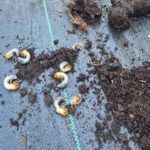 Pędraki - szkodniki ogrodowe.