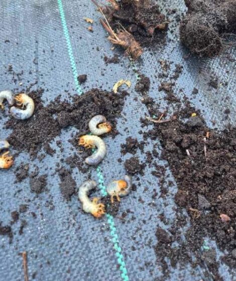 Pędraki - szkodniki ogrodowe.