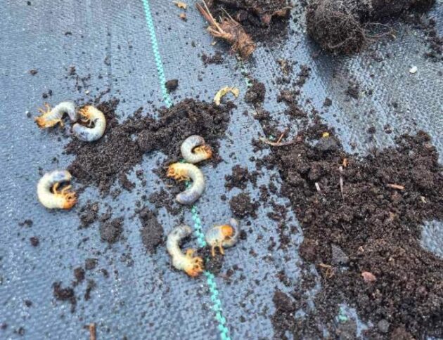 Pędraki - szkodniki ogrodowe.