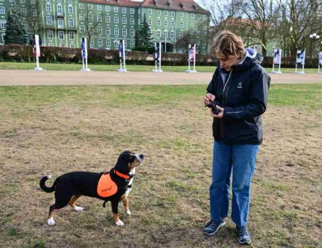 Behawiorystka z Centrum DiabDogs dr hab. Małgorzata Sulik prowadzi szkolenie psów asystujących osobom chorym na cukrzycę, 26 bm. w Szczecinie. Psy potrafią wyczuć nawet niewielkie zmiany biochemii organizmu człowieka, np. spadek cukru. Sygnalizują to naciskając nosem chorego. Przynoszą napój, pakiet ratunkowy z lekami, glukometrem, a nawet uruchamiają alarm, który może być połączony ze smarfonem. W ten sposób przekazują informację np. komuś z rodziny, że cukrzyk potrzebuje pomocy. DiabDogów jest w Polsce tylko kilka. Szczecińska behawiorystka rozwija ten projekt we współpracy z polską naukowczynią pracującą w Niemczech, gdzie psy „dla diabetyków” szkolone są od wielu lat. (sko) PAP/Marcin Bieleck