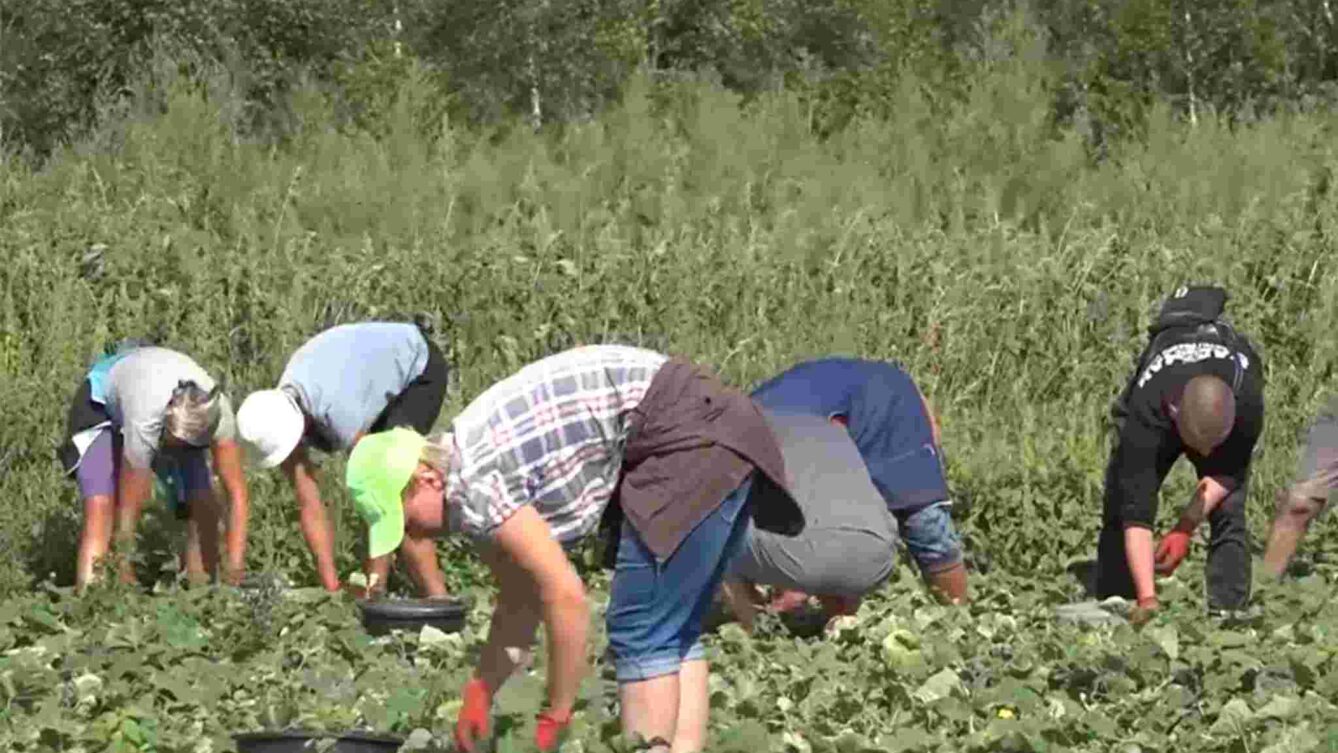Zbiór ogórków. Niemcy chcą płacić mniej pracownikom rolnym.