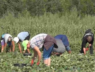 Zbiór ogórków. Niemcy chcą płacić mniej pracownikom rolnym.