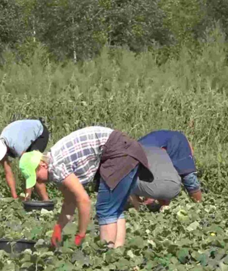 Zbiór ogórków. Niemcy chcą płacić mniej pracownikom rolnym.