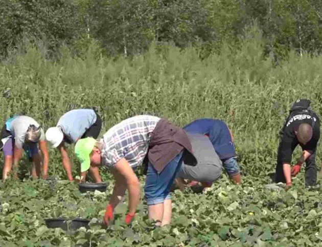 Zbiór ogórków. Niemcy chcą płacić mniej pracownikom rolnym.