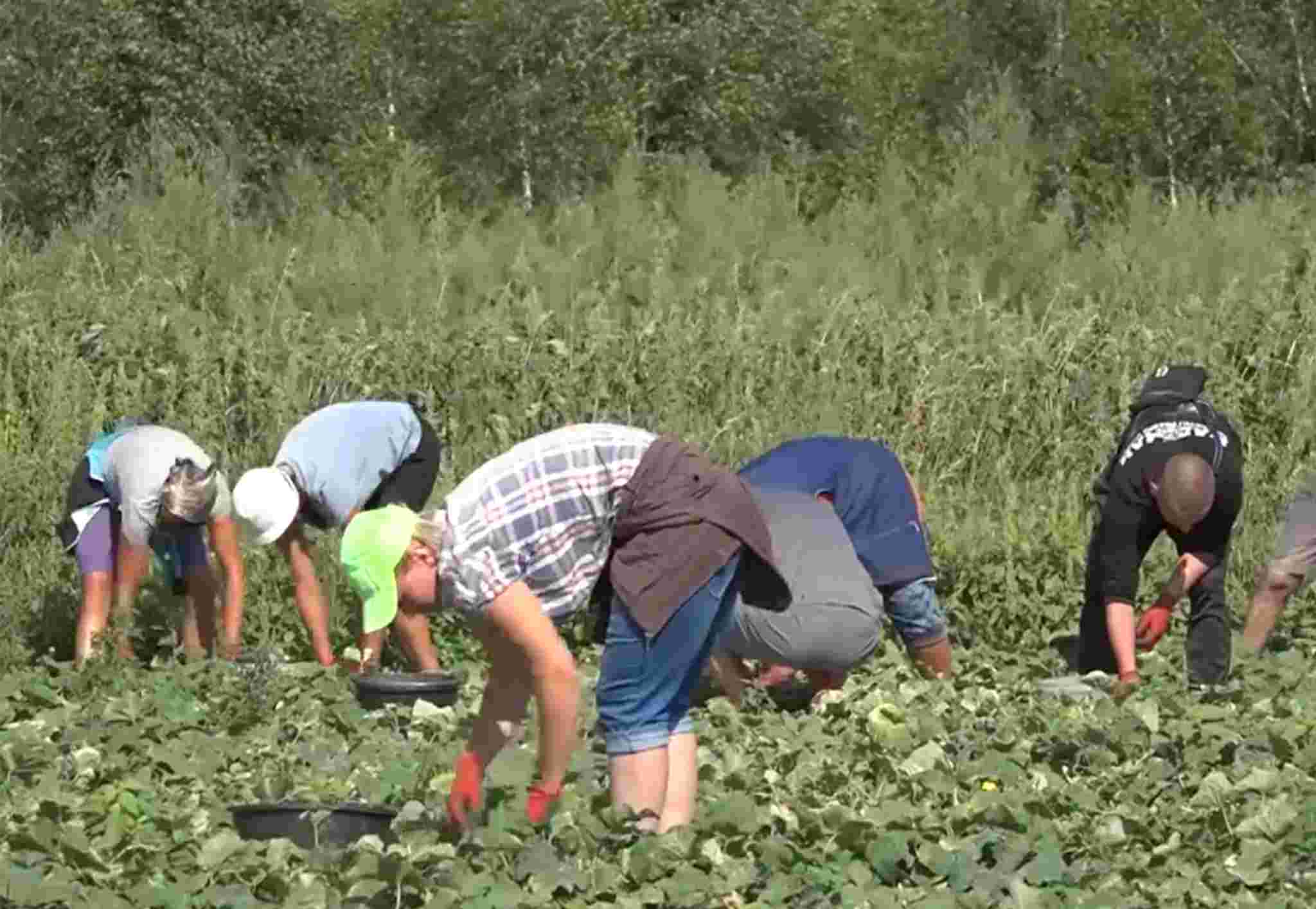 Zbiór ogórków. Niemcy chcą płacić mniej pracownikom rolnym.