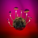 a group of mushrooms growing out of a rock