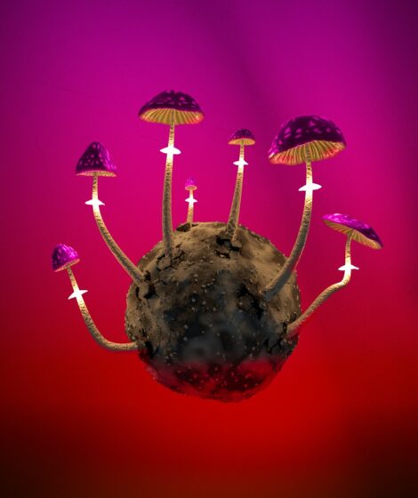 a group of mushrooms growing out of a rock