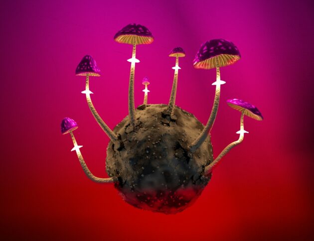 a group of mushrooms growing out of a rock