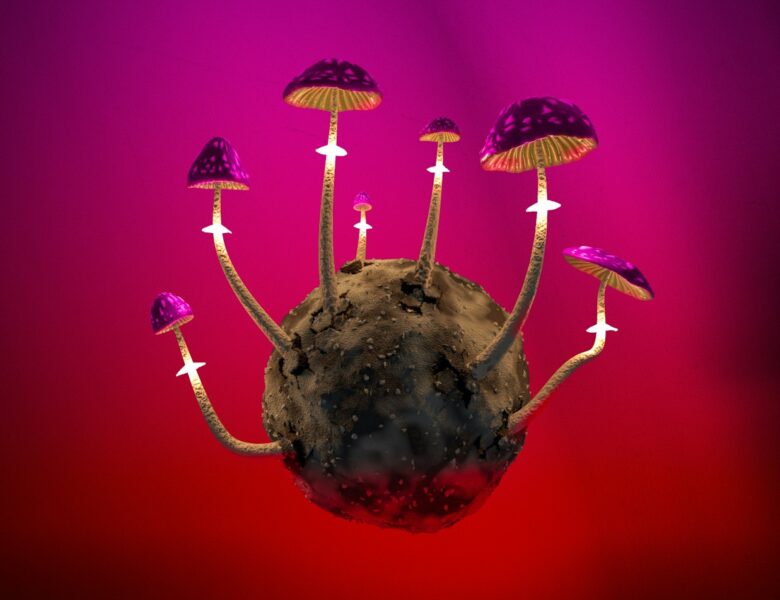 a group of mushrooms growing out of a rock