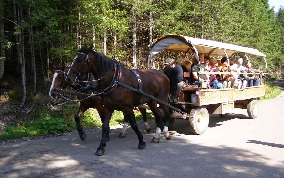 Fasiąg - zaprzęg wożący turystów nad Morskie Oko/ TPN