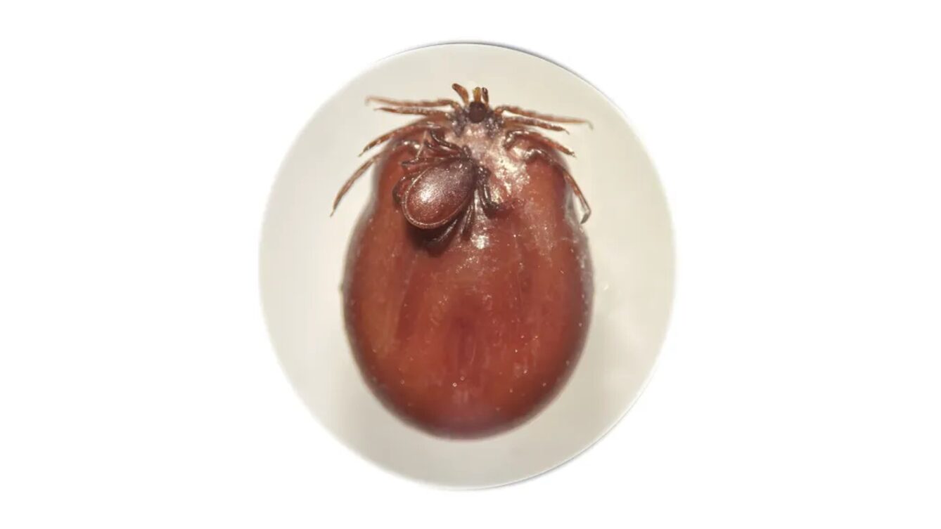 Kopulacja Ixodes ricinus samiec i w pełni najedzona samica. Źródło: Katarzyna Bartosik