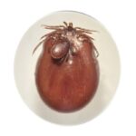 Kopulacja Ixodes ricinus samiec i w pełni najedzona samica. Źródło: Katarzyna Bartosik