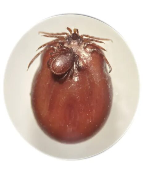 Kopulacja Ixodes ricinus samiec i w pełni najedzona samica. Źródło: Katarzyna Bartosik