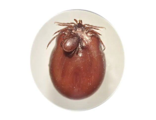 Kopulacja Ixodes ricinus samiec i w pełni najedzona samica. Źródło: Katarzyna Bartosik