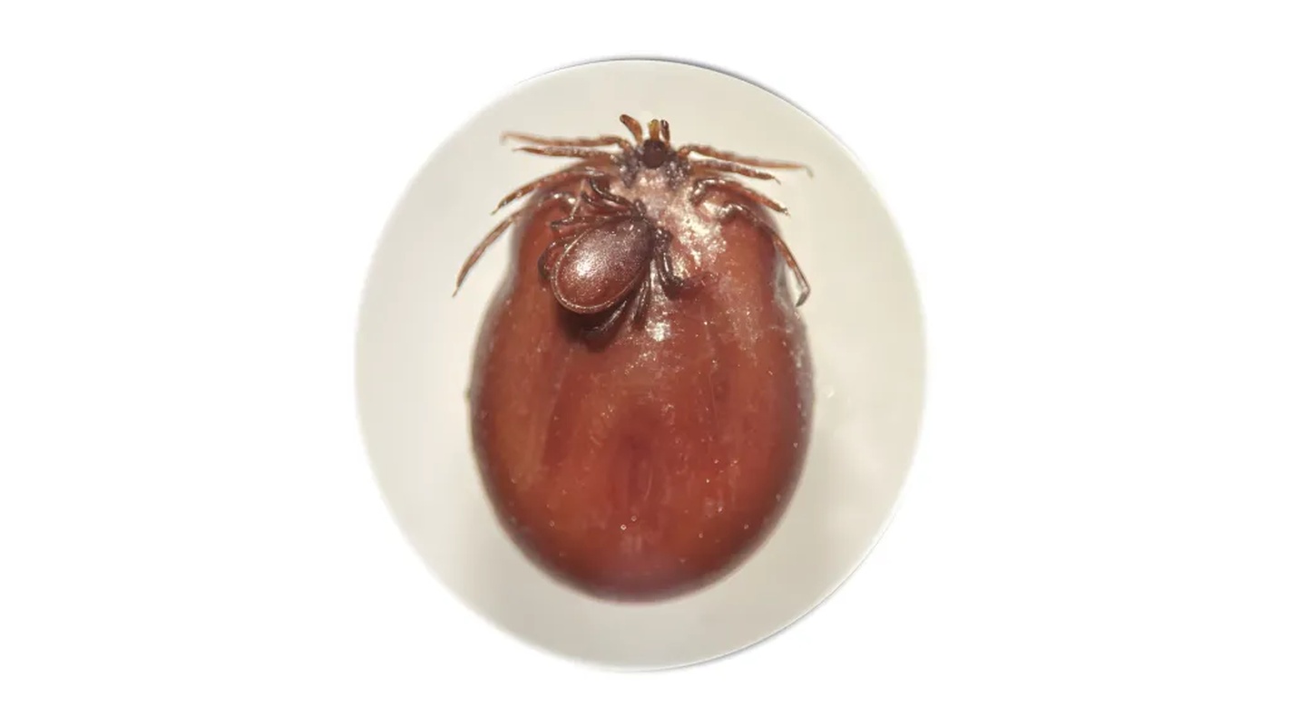 Kopulacja Ixodes ricinus samiec i w pełni najedzona samica. Źródło: Katarzyna Bartosik