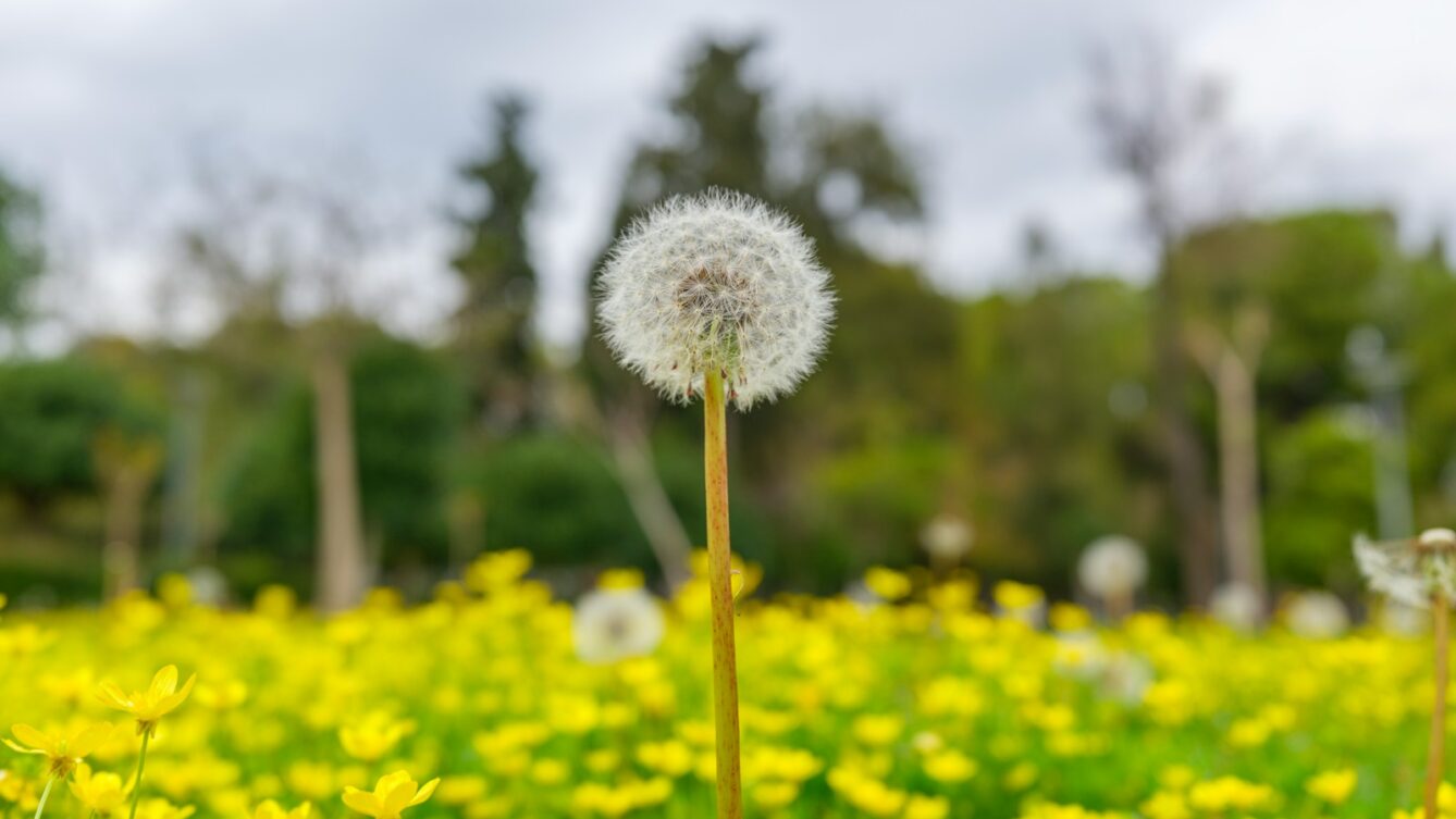 Mlecz na łące. Wiosna to trudny czas dla alergika. Photo by engin akyurt/Unsplash
