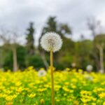 Mlecz na łące. Wiosna to trudny czas dla alergika. Photo by engin akyurt/Unsplash