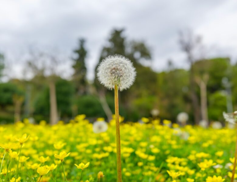 Mlecz na łące. Wiosna to trudny czas dla alergika. Photo by engin akyurt/Unsplash