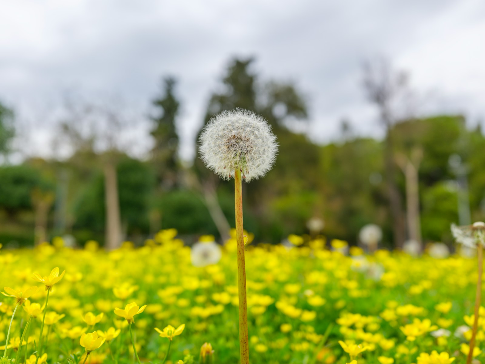 Mlecz na łące. Wiosna to trudny czas dla alergika. Photo by engin akyurt/Unsplash