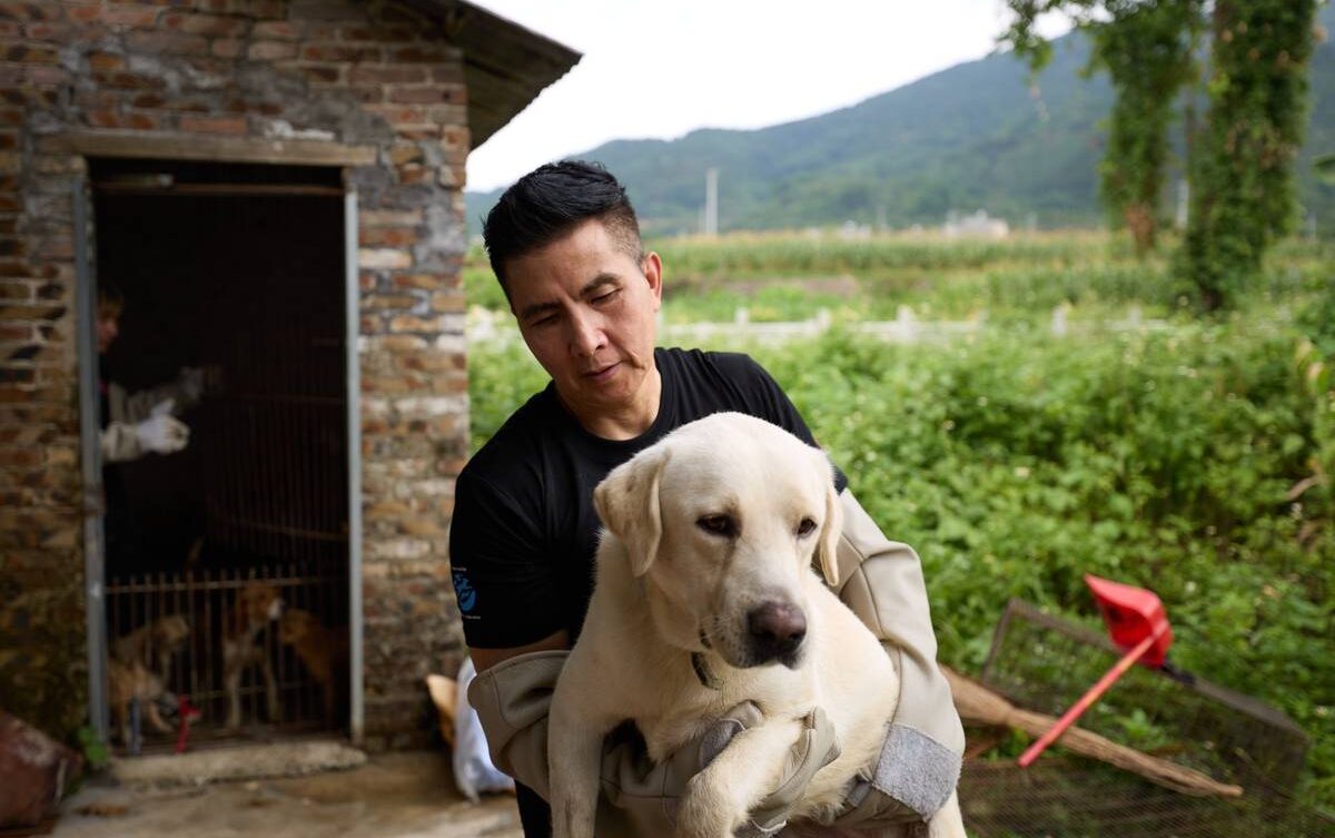 Yulin dog slaughterhouse closure and rescue on 7th June 2026. N/A / Confidential for Humane World for Animals