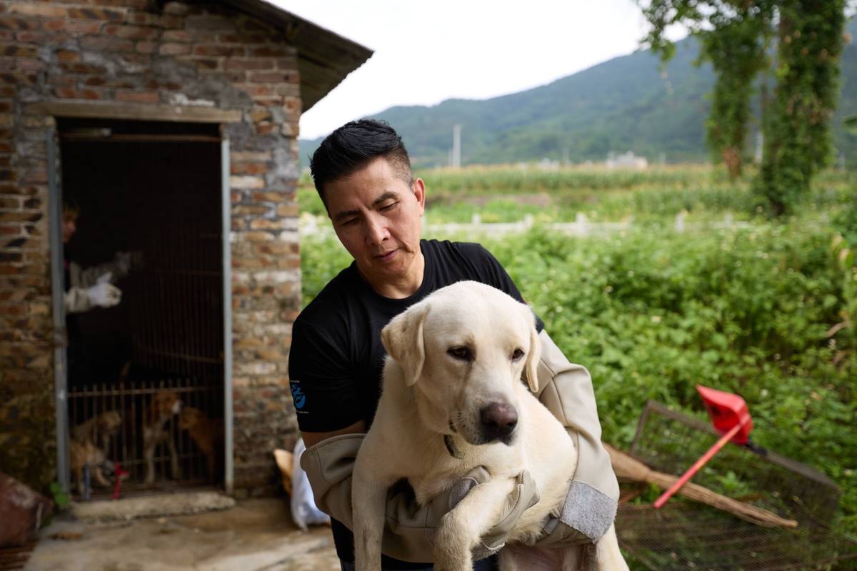 Yulin dog slaughterhouse closure and rescue on 7th June 2026. N/A / Confidential for Humane World for Animals